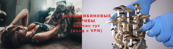 прущие грибы Пересвет